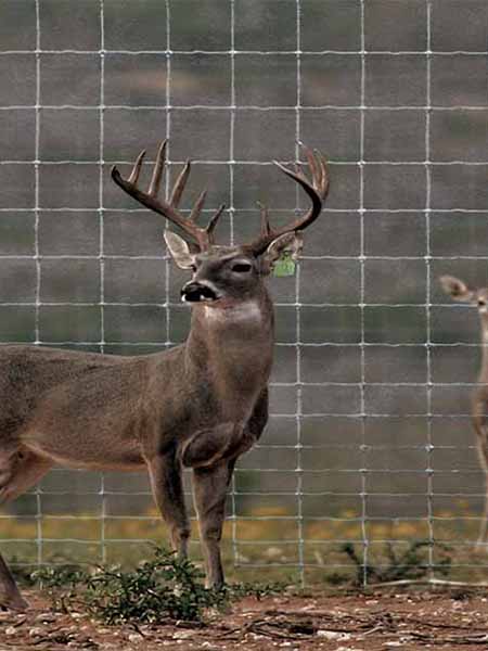 Chain link fence